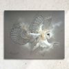 Art animalier : tableau ELAPHROS, une chouette effraie, réalisé avec la technique du pastel sec, avec un fond moderne et graphique. Meilleur artiste pastelliste animalier.