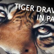 Peintre animalier contemporain, fauve sauvage, Vidéo d'un dessin avec un tigre réalisé au pastel sec, meilleur artiste peintre animalier, comment dessiner, apprendre