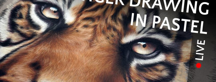 Peintre animalier contemporain, fauve sauvage, Vidéo d'un dessin avec un tigre réalisé au pastel sec, meilleur artiste peintre animalier, comment dessiner, apprendre