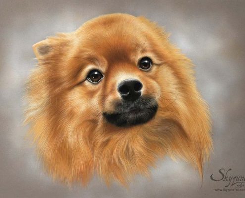 portrait dessiné d'un chien spitz réalisé au pastel sec. Commande de tableau personnalisé d'après photos réalisé par Skyzune ART, artiste animalier